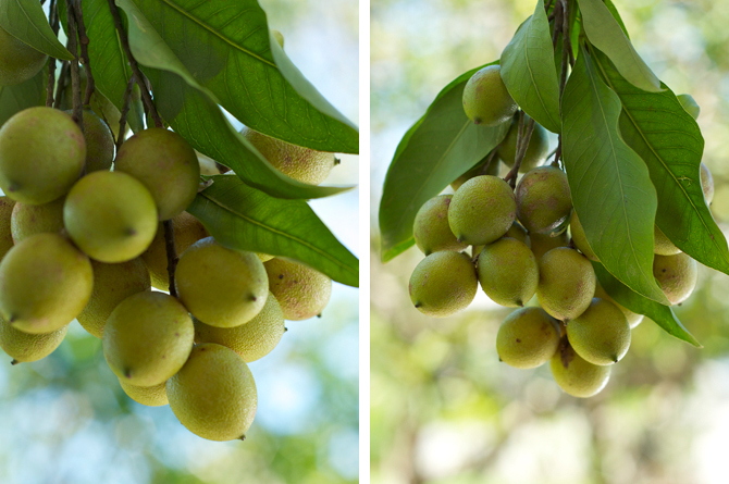 Bajan Ackee or Ginups