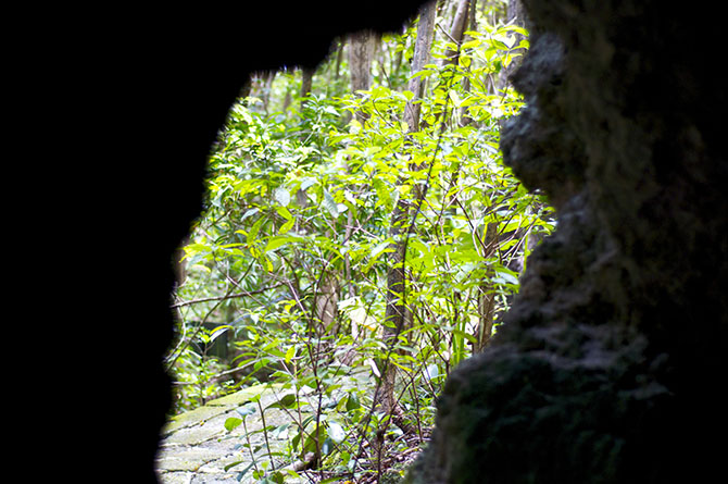 Bat Cave at The Grenade Hall Forest