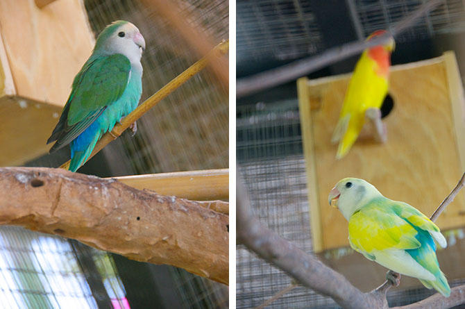 Birds at the Wildlife Reserve Barbados