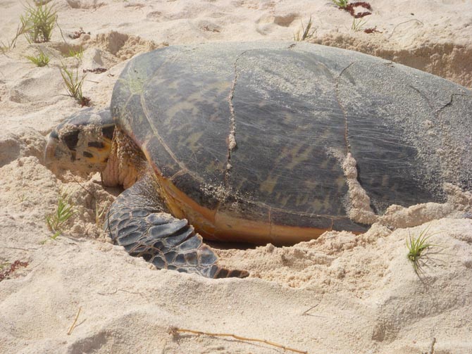 Barbados Sea Turtle laying eggs