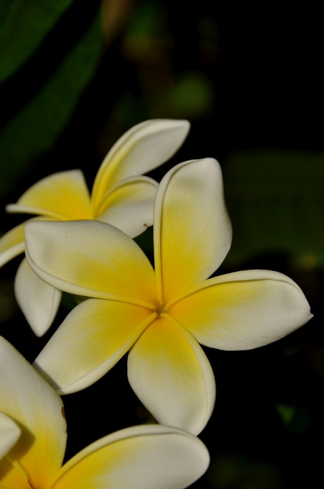 Frangipani Barbados