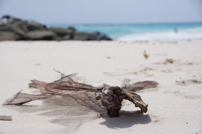 Brandon's Beach Barbados