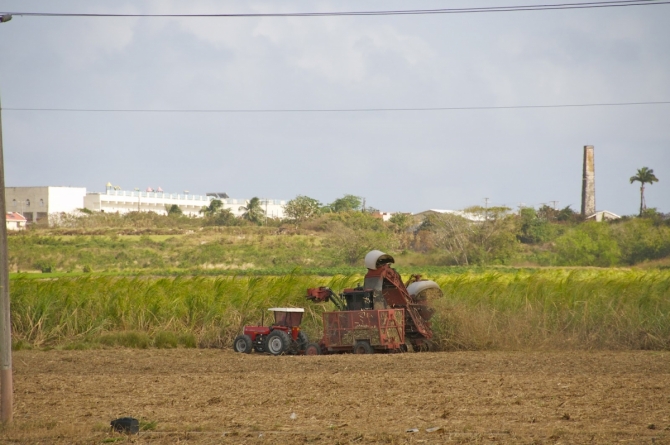 Harvesting the sugar cane