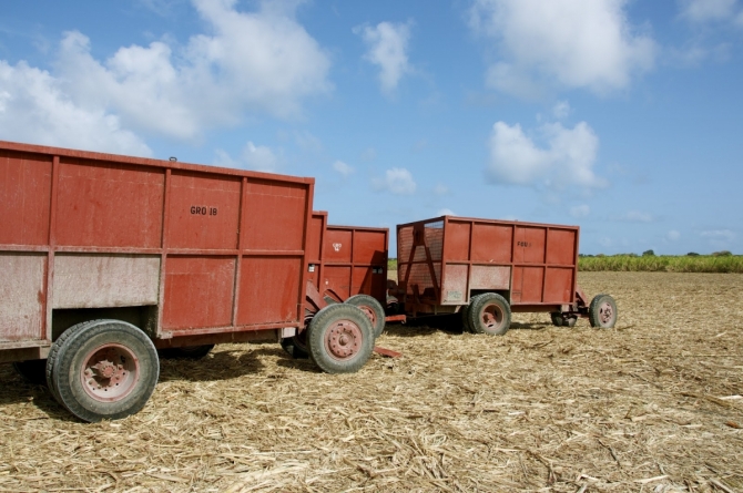 Sugar Cane carts waiting to be filled