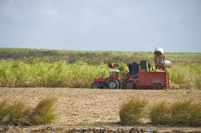 The sugar cane harvester hard at work 