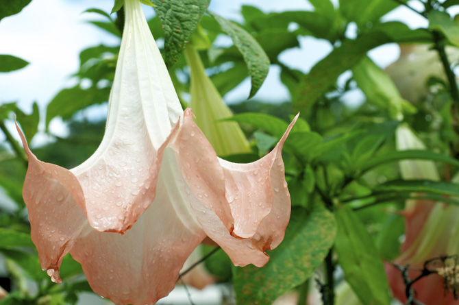 Datura or The Angel's Trumpet