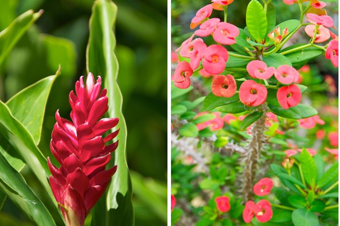 Exotic Tropical Flowers at Beach View Barbados