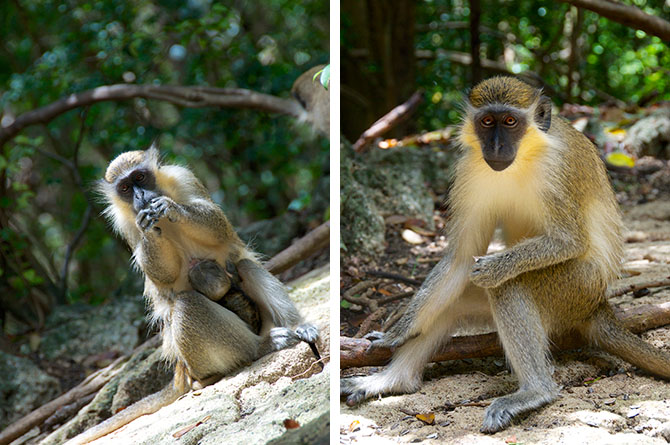 Green Monkeys at the Wildlife Reserve Barbados
