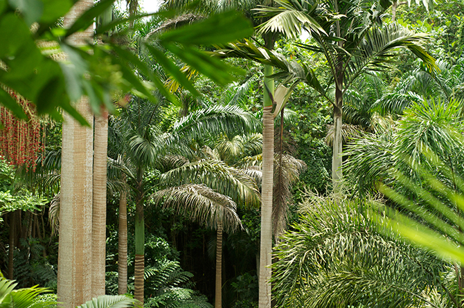 Hunte's Garden Barbados