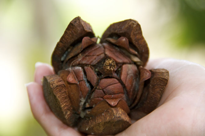 Mahogany Pod Barbados