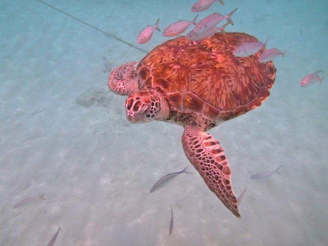Sea Turtle Swimming in Barbados waters