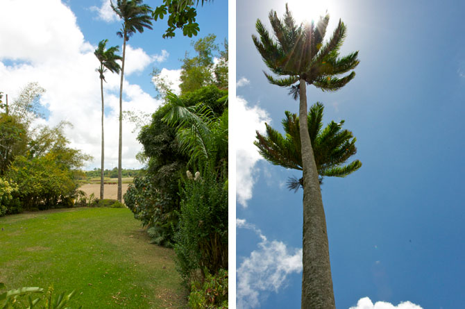 Gardens at Fisherpond Great House Barbados