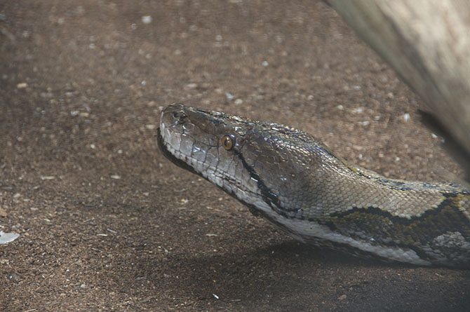 Snake at Wildlife Reserve Barbados