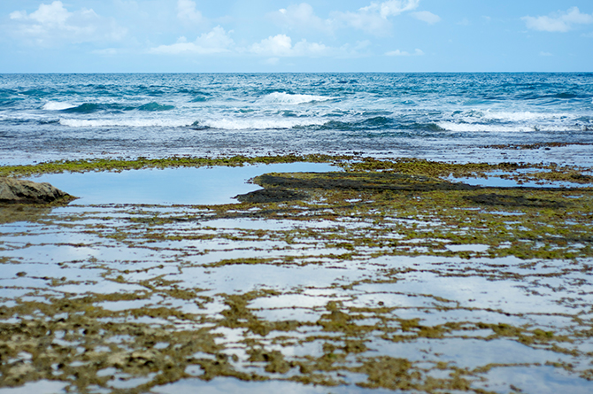 The Barbados Pool, East Coast, Barbados