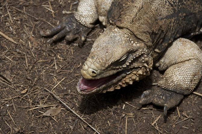 Cuban Iguanas at The Barbados Wildlife Reserve