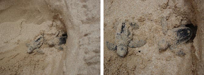 Sea Turtle Hatchlings in Barbados