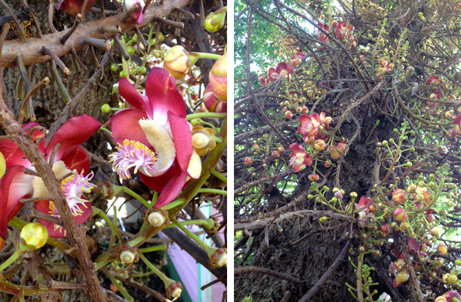 Cannon Ball Tree and Flower Barbados