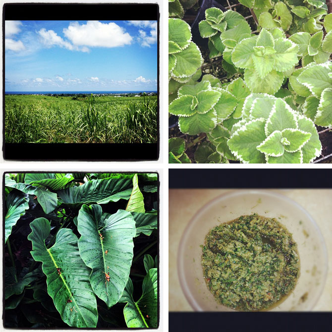 Lush Greens of Barbados