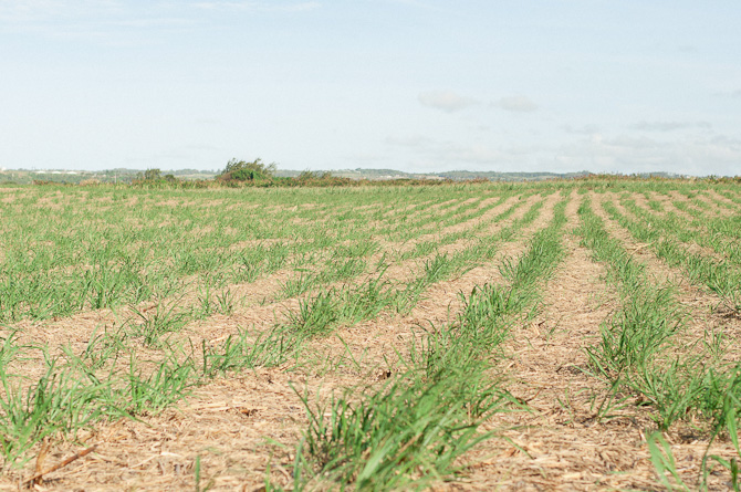 young Sugar Cane in Barbados