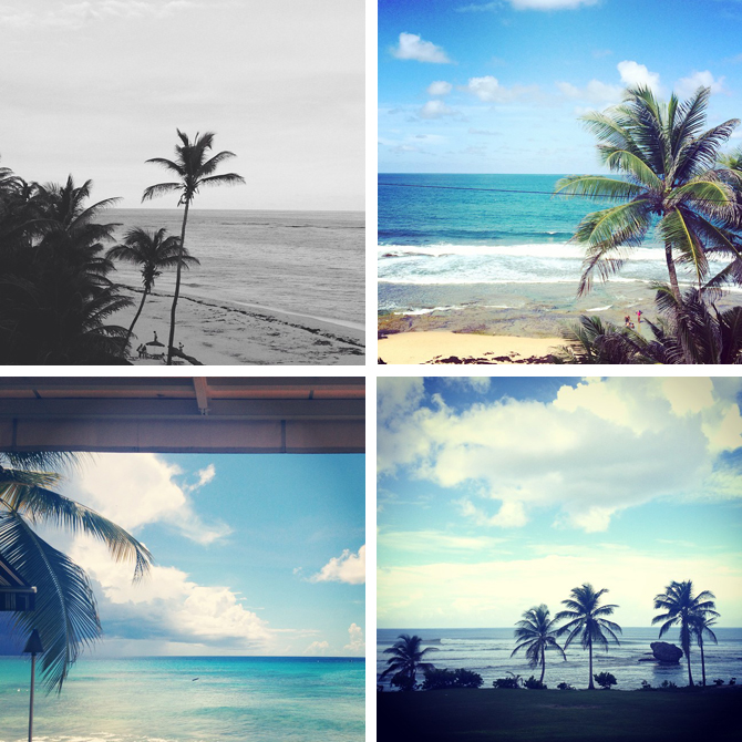 Palm Trees and Blue Seas in Barbados