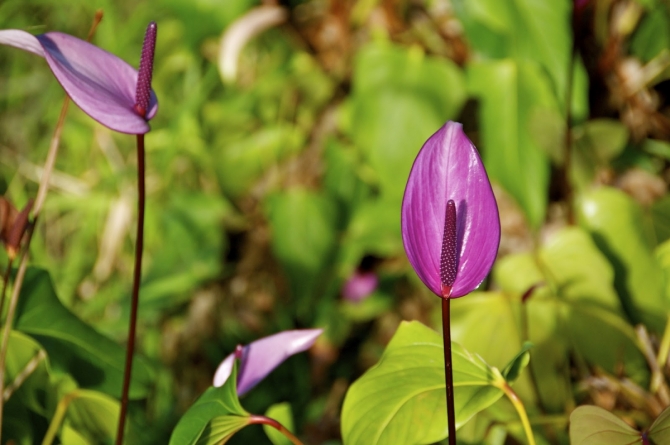 Purple Anthurium Flowers