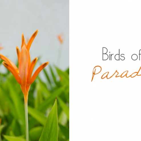 Barbados in Bloom: Birds of Paradise