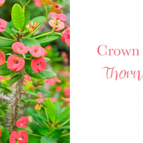 Crown of Thorns Barbados