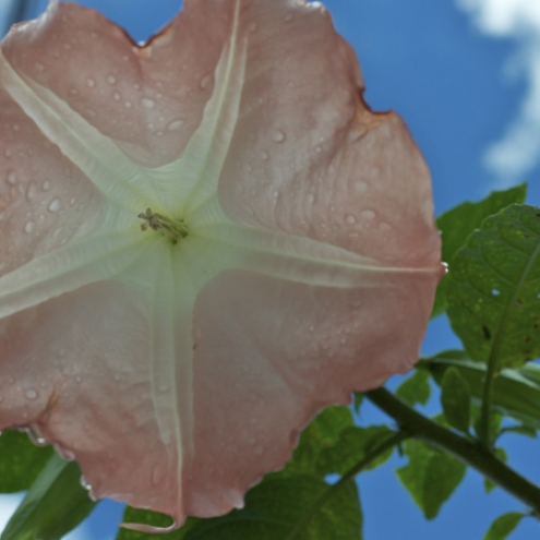 Angel's Trumpet Datura or Moon flower Barbados
