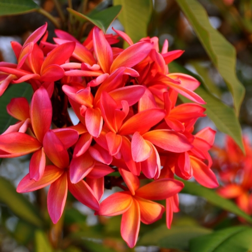 Frangipani 