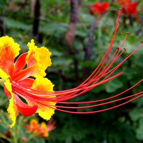 The Pride of Barbados - Our National Flower