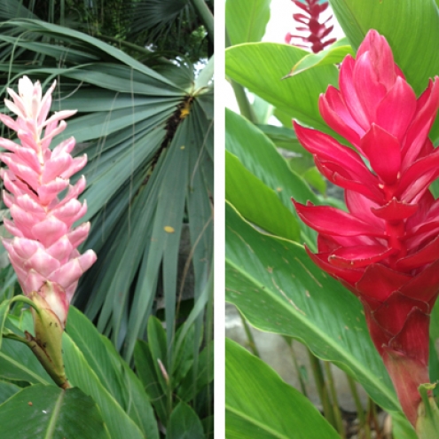 Red and Pink Ginger Lily Flowers Barbados