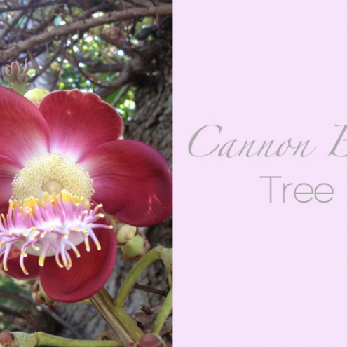 Cannon Ball Tree Barbados