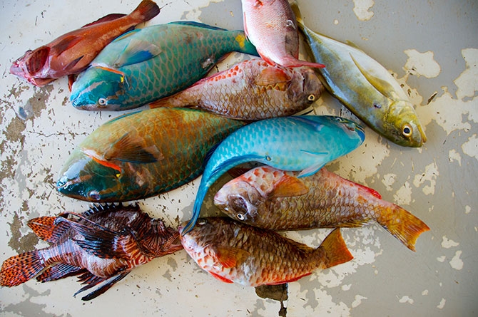 Catch of the day at Conset Bay Barbados