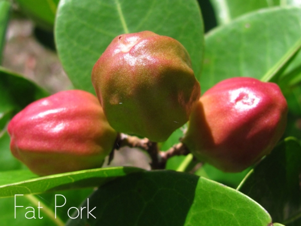In Season: Fat Pork | Barbados Fruit