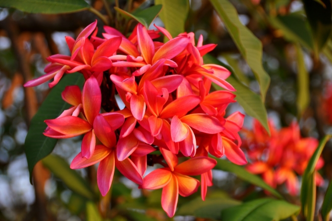 Frangipani