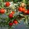 Bajan Cherry