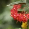 Begonias in Barbados