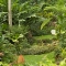 Hunte's Gardens Barbados