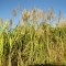 Sugar Can Barbados