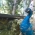 Peacocks at Wildlife Reserve Barbados